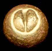 1/4 статера. Галлия